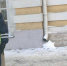 Сразу 5 пьяных водителей попались в руки ГИБДД в ходе операции "Бахус" - Progorod33.Ru