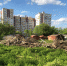 В Добром несанкционированная свалка стала рассадником крыс и змей - Progorod33.Ru