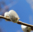 willow-tree-spring-nature-branch.jpg - ГТРК Владимир