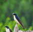tree-swallow-swallow-tree-nest-nature-bird.jpg - ГТРК Владимир