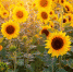 sunflower-sunflower-field-flowers-summer.jpg - ГТРК Владимир
