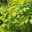 В Муромском районе прокуратура добилась уничтожения борщевика - 6tv.Ru