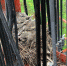 birdsnest.jpg - VladimirOnline.Ru