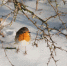 closeup-shot-of-a-european-robin-bird-on-a-winter-day_181624-54348.jpg - ГТРК Владимир