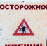 Ещё 129 жителей Владимирской области обратились за помощью из-за укусов клещей - Владимирские Ведомости