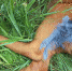 В Селивановском районе спасли лосенка от стаи бездомных собак - 6tv.Ru