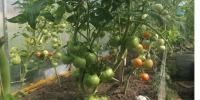Добавляю 1 ложку в ведро и получаю богатый урожай мясистых помидоров: рецепт мощной подкормки - Progorod33.Ru