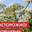 Осторожно! БОРЩЕВИК - Город Владимир