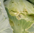 Спасаем урожай капусты от гусениц: 3 действенных способа борьбы с вредителями без химии - PRO Город Владимир