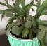 Чашка этой подкормки под корень — и декабрист «взрывается» бутонами: вот что нужно добавить для пышного и яркого цветения - Progorod33.Ru