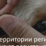 В Собинском муниципальном округе подтвердился второй за месяц случай бешенства  - PRO Город Владимир