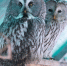 ZY_SFxrQCeD_bL7gsXkr6eJdQjGNZBfaCnsUNHMv8NPoX0X5UVBNpfPFkPn6hn0-m8CBFLYZWUdG7yWhz6J9tHDL.jpg - ГТРК Владимир