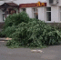 Нашелся «похититель» лип на Девической улице города Владимира. Но это не точно - Zebra-TV.Ru