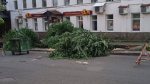 Нашелся «похититель» лип на Девической улице города Владимира. Но это не точно
