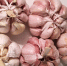 Во владимирском Россельхозцентре посоветовали сорта чеснока для весенней посaдки - Владимирские Ведомости