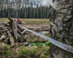 Кольчугинская прокуратура наказала арендатора за невывезенную вовремя древесину из леса